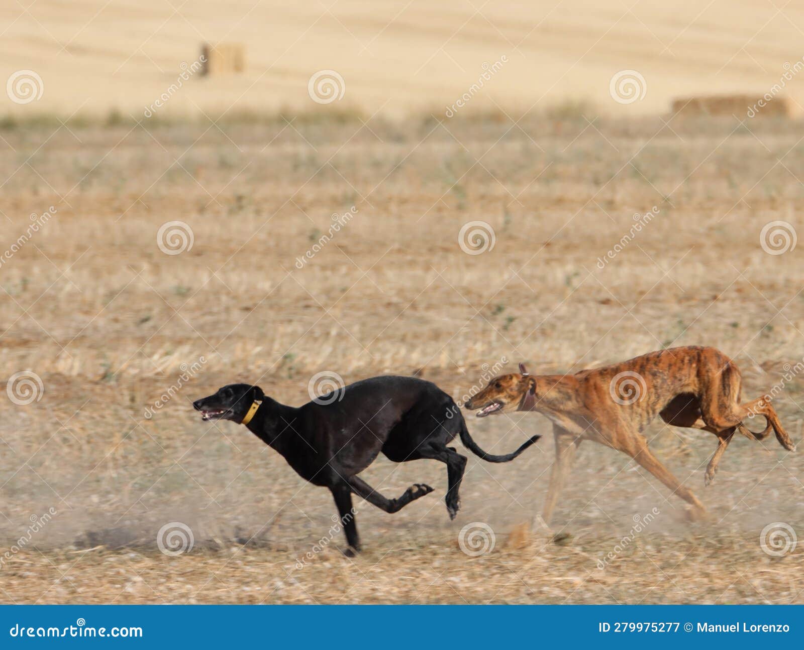 greyhound race fast dog domestic animal field hare hunting