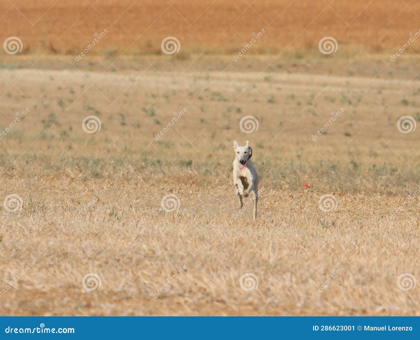 greyhound race fast dog domestic animal field hare hunting