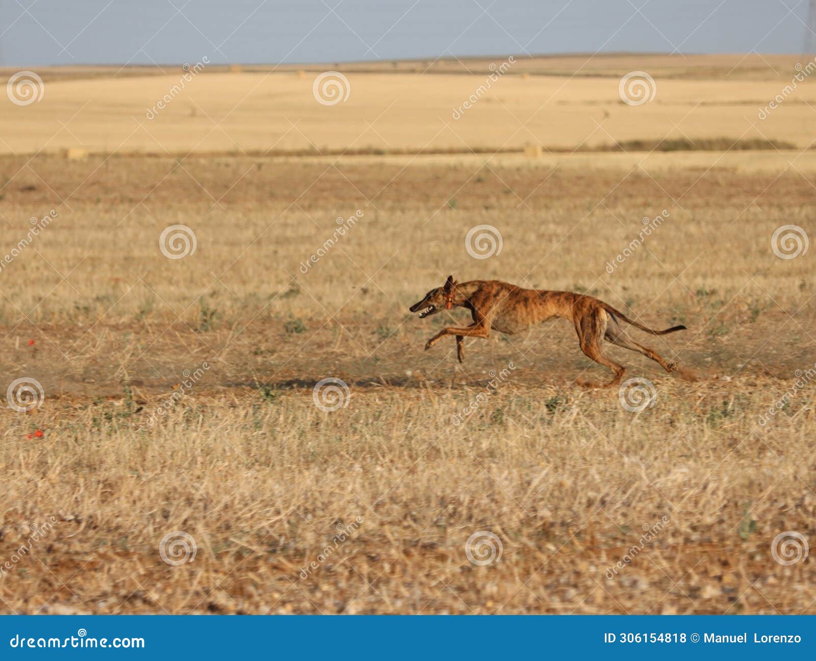 greyhound race fast dog domestic animal field hare hunting can