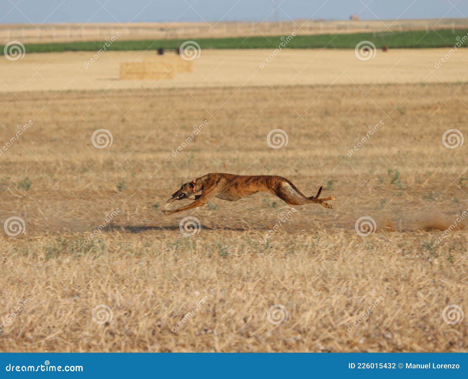 greyhound race fast dog domestic animal field hare hunting