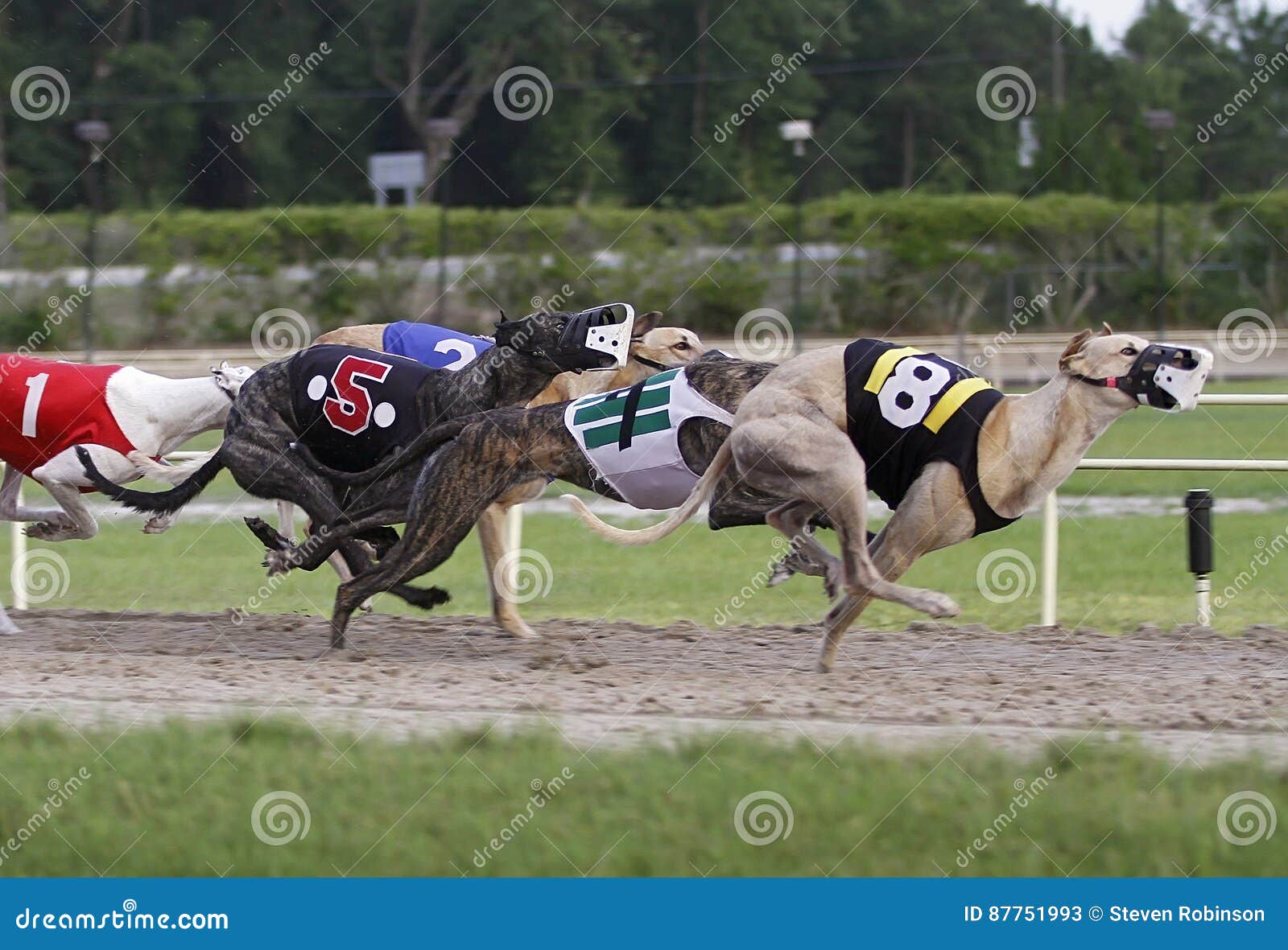 Greyhound Racing Dogs Track 87751993 