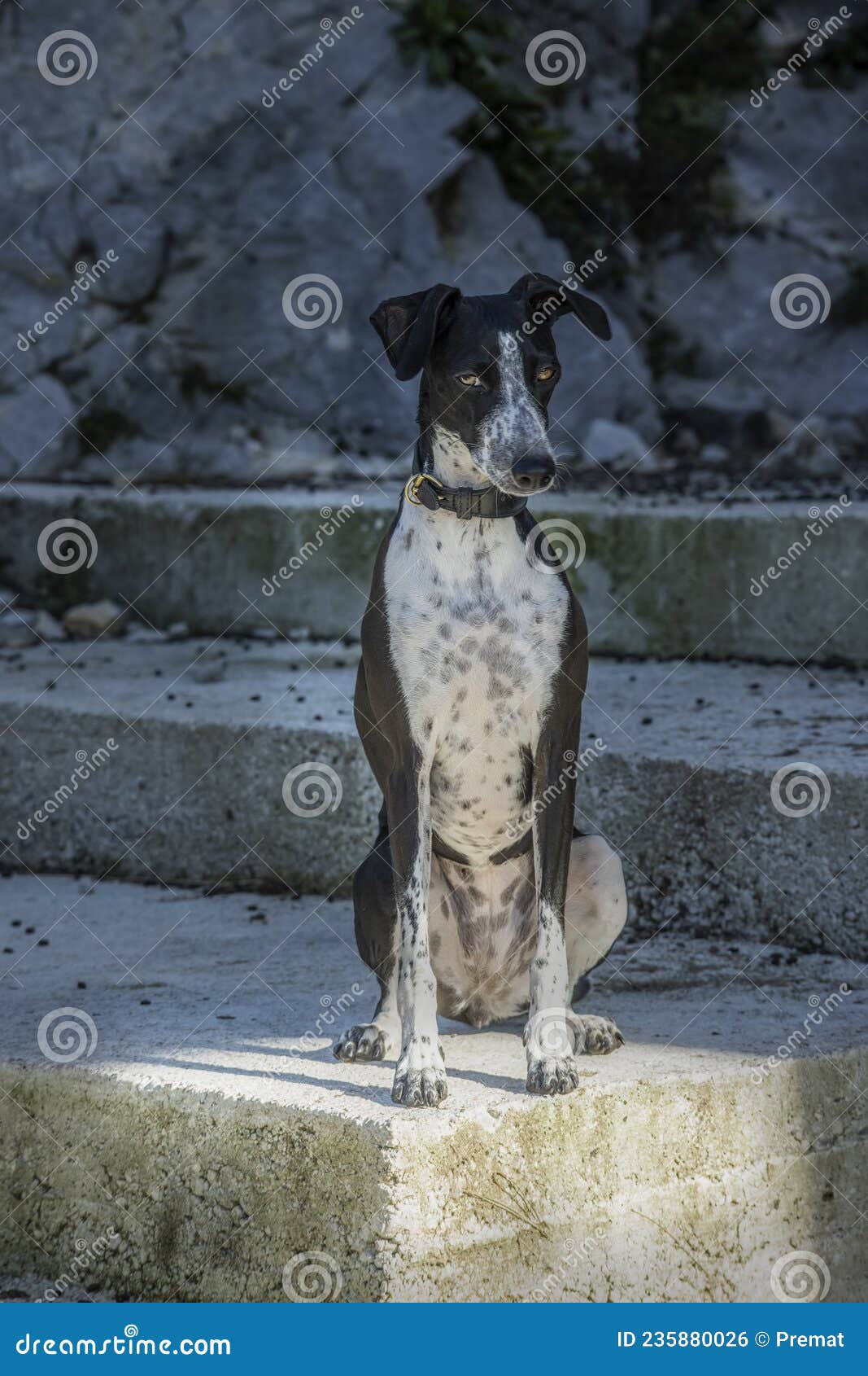 Greyhound Ruby Posing on Concrete Stairs Stock Photo Image of away