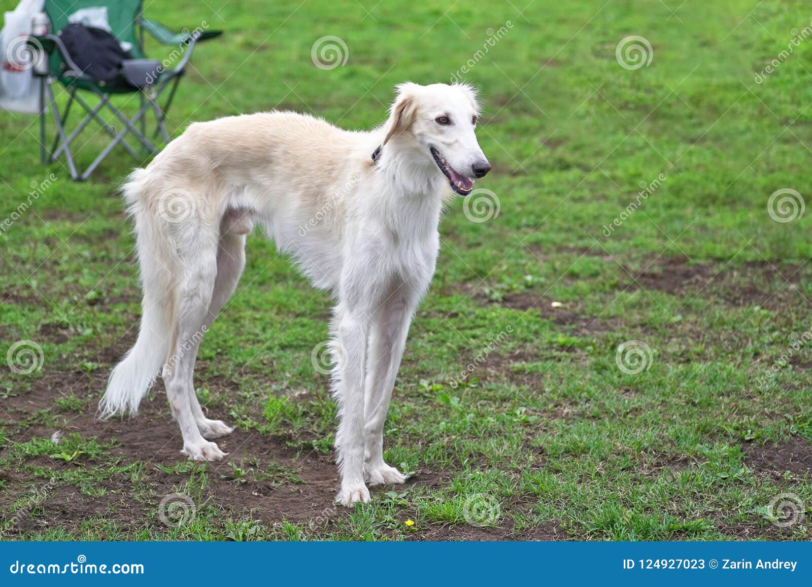 long haired greyhound looking dog