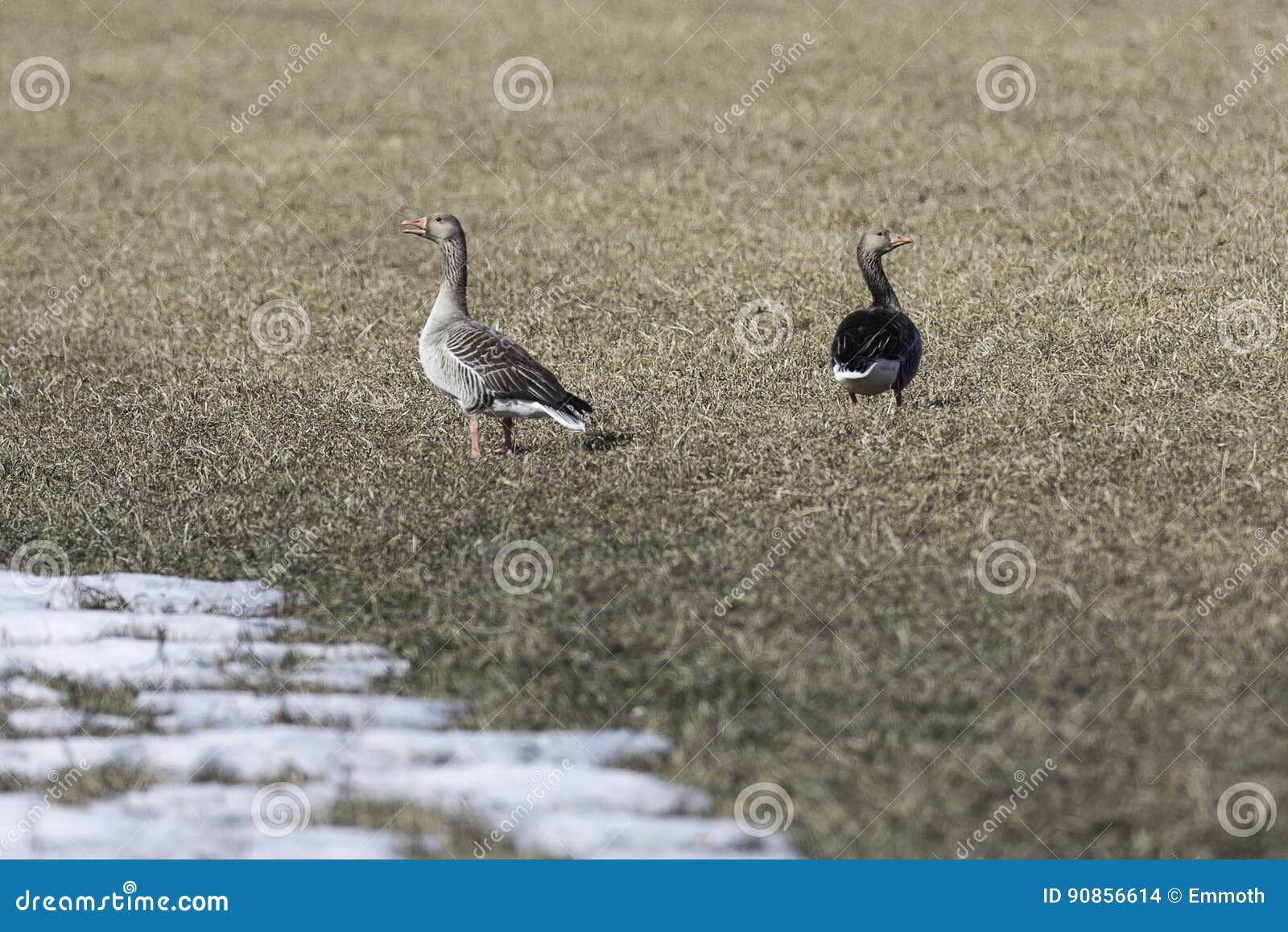 Greylag Gans op Gecultiveerd Gebied