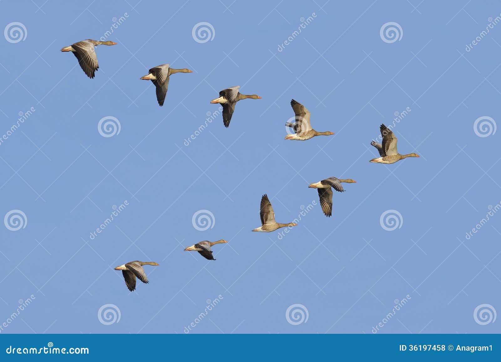 greylag geese in flight