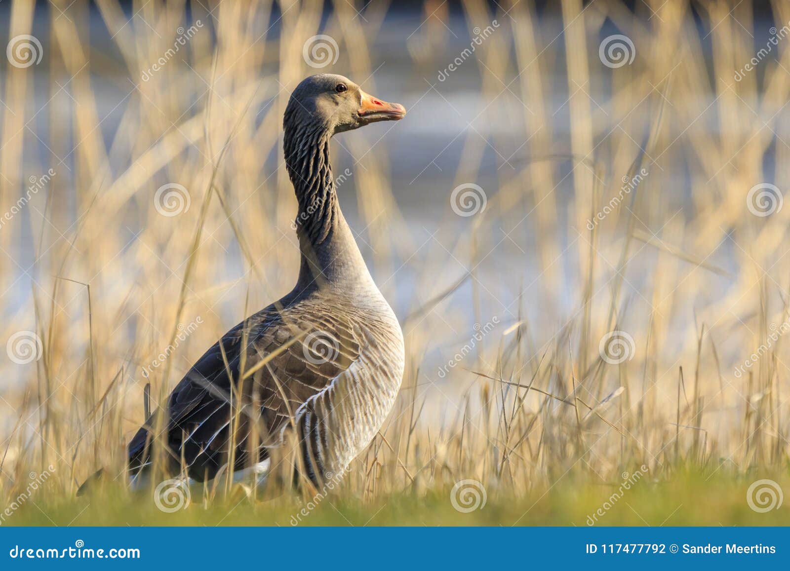 Greylag goose, Anser anser, resting in a meadow durng Springtime. Greylag goose Anser anser resting in a meadow enjoying the warm sunlight during Springtime