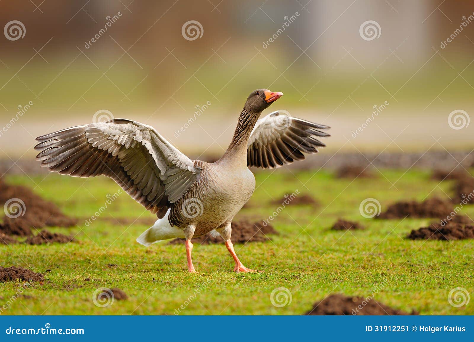 greylag goose (anser anser)