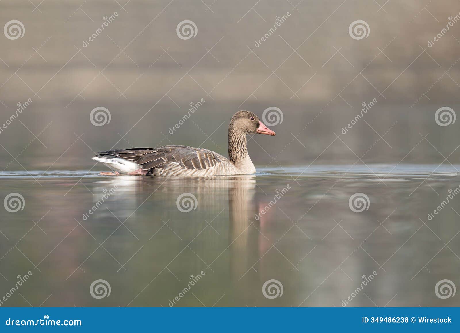 greylag goose gliding on calm water
