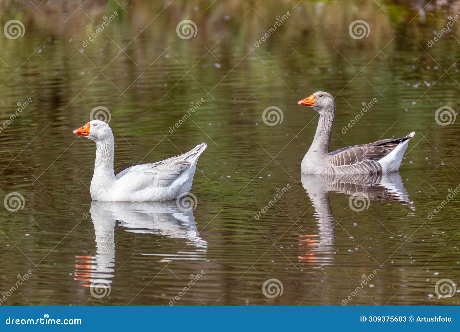 greylag goose or graylag goose (anser anser), departement cundinamarca. wildlife and birdwatching in colombia.