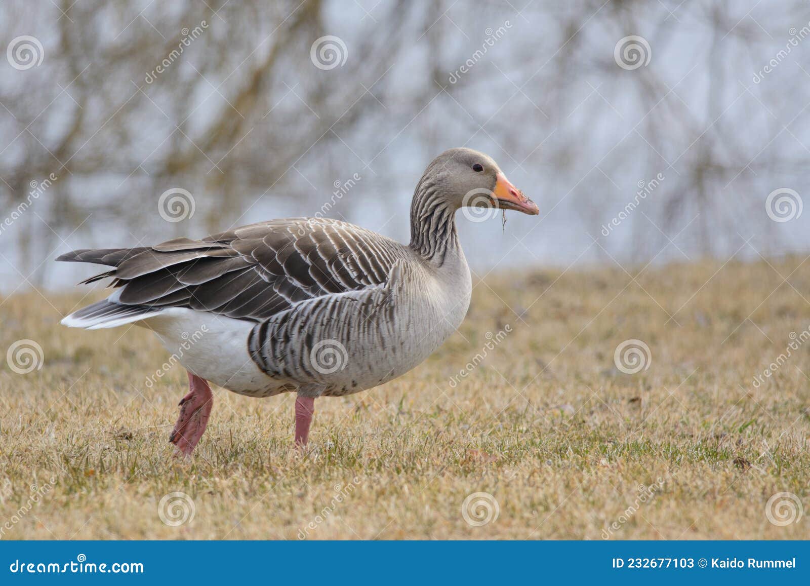 greylag goose