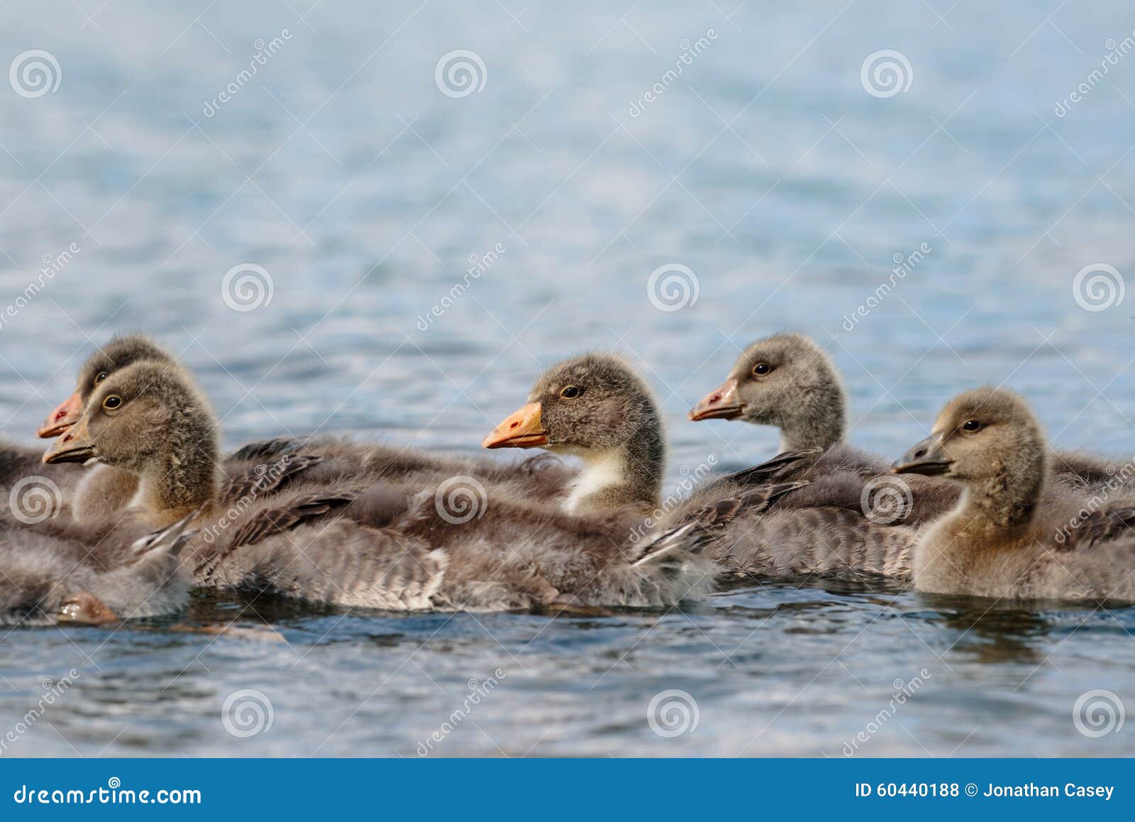 greylag goslings together on water
