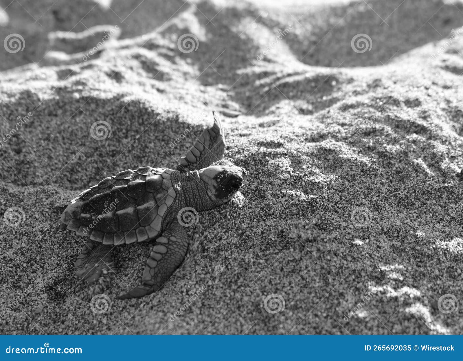 Greyscale of a Loggerhead Sea Turtle, Caretta Caretta Laying on a Sandy 