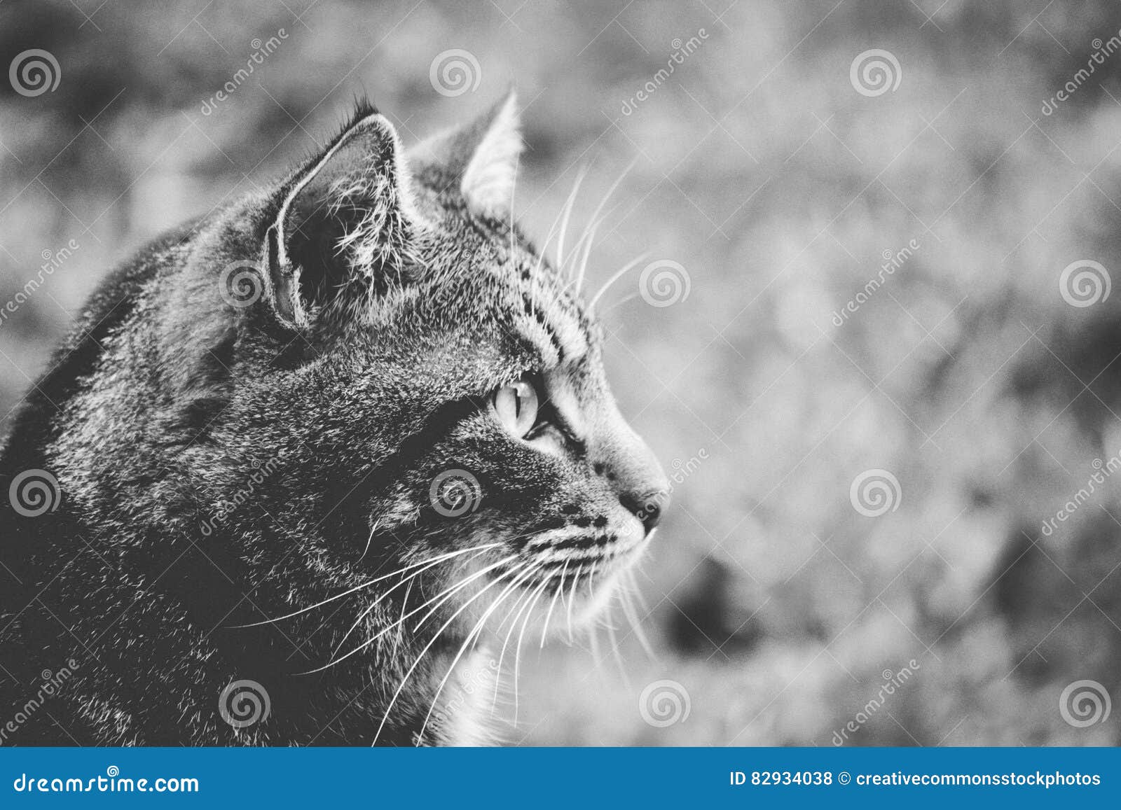 Cat Gray Is Bad Cat Stock Photo - Download Image Now - Animal, Arrest,  Backgrounds - iStock