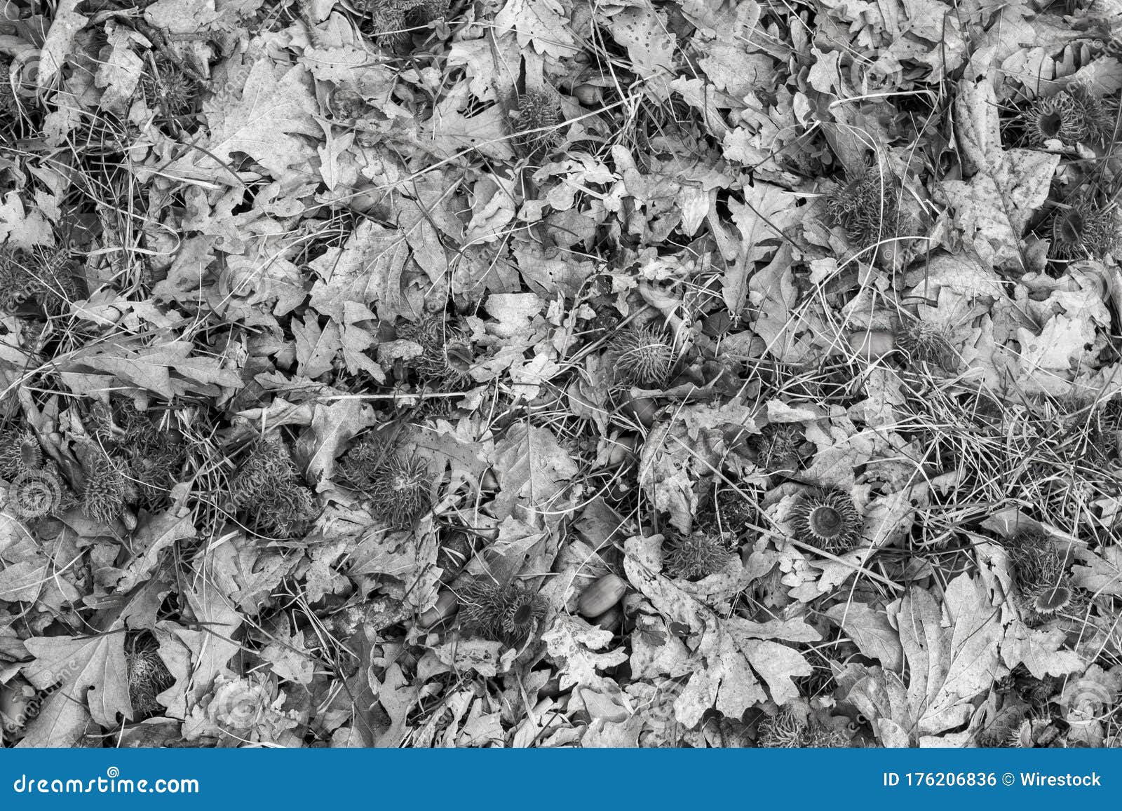 Greyscale Shot of a Lot of Dry Leaves with Bushes Stock Photo - Image ...