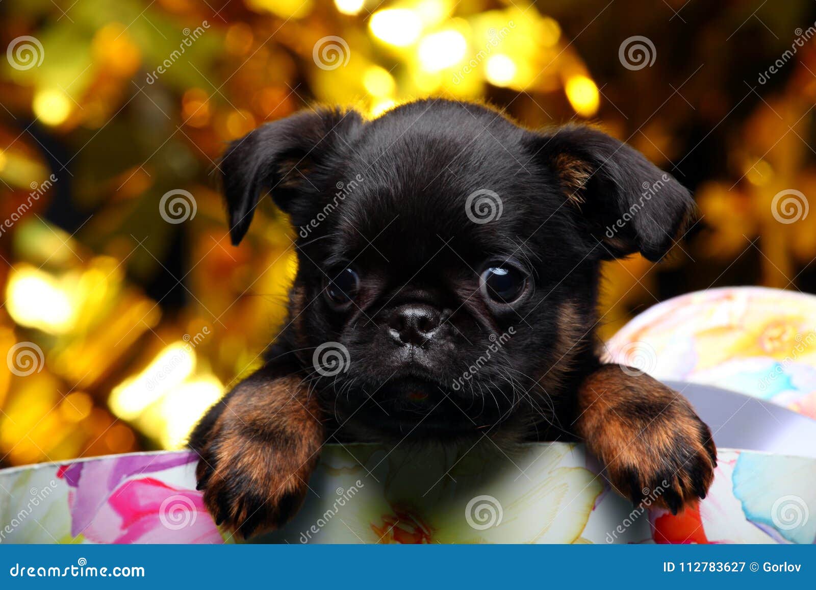 baby griffon dog
