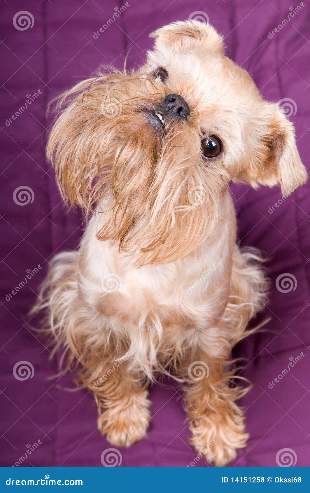 Griffon Bruxellois stock photo. Image of sandy, canine - 14151258