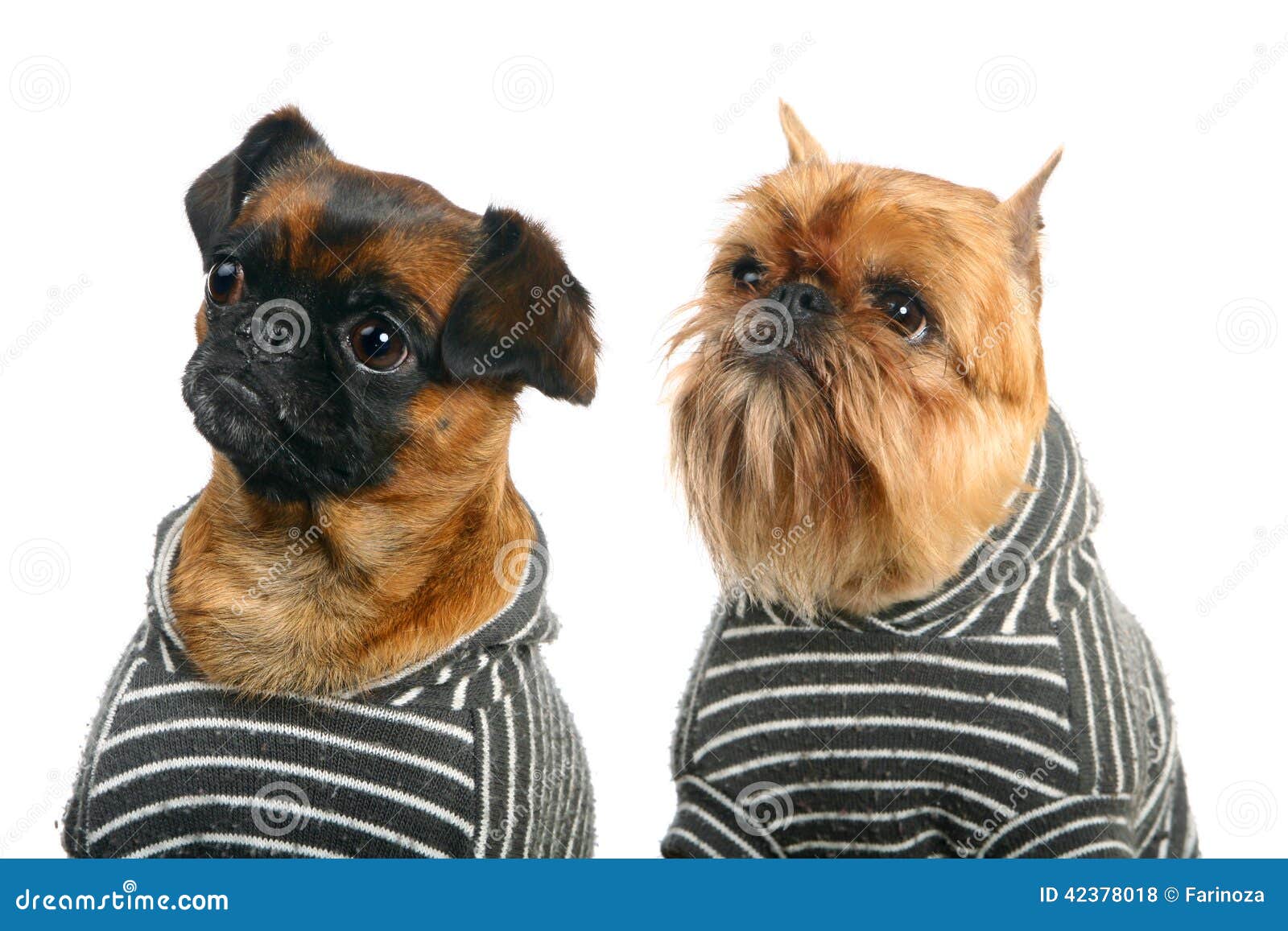 petit brabancon for sale near me