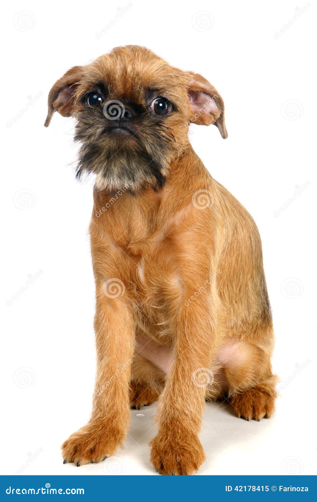 Griffon Bruxellois Welpe Auf Weiss Stockbild Bild Von Beige Hintergrund 42178415