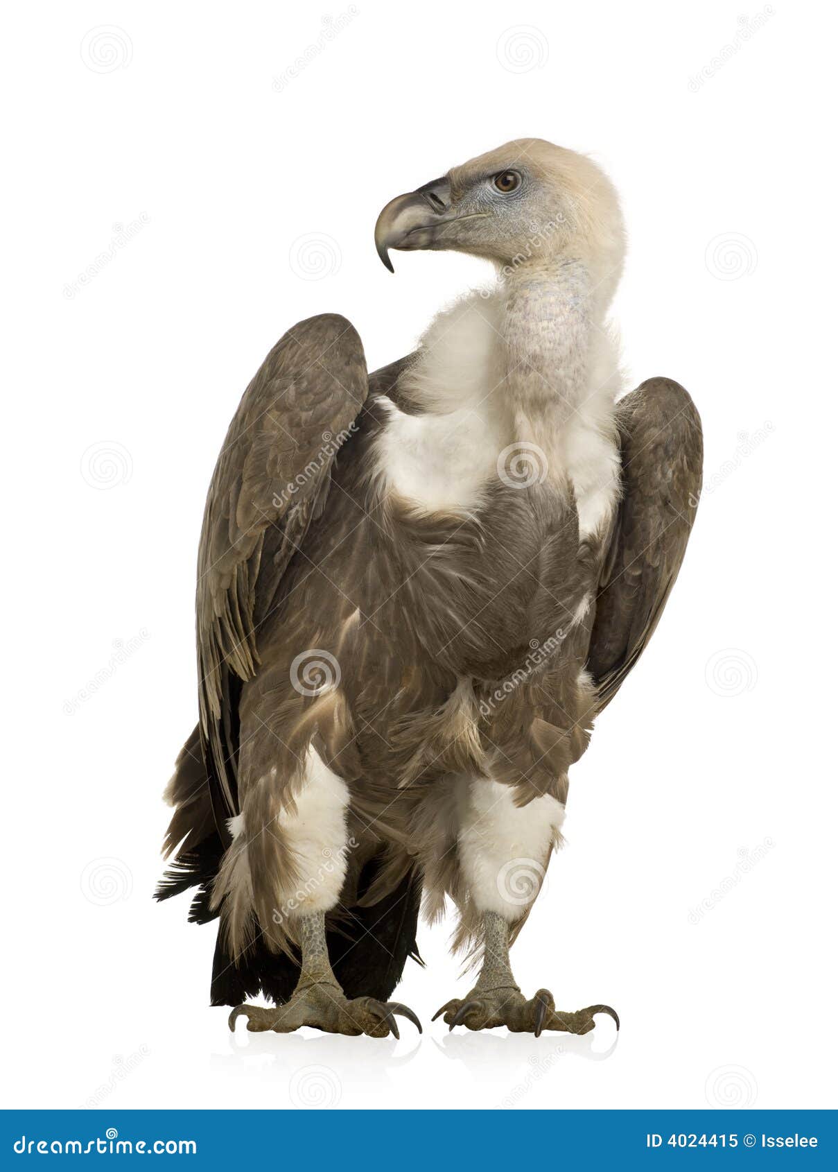 Griffon Geier - Gyps Fulvus Stockbild - Bild von nave, getrennt: 4024415