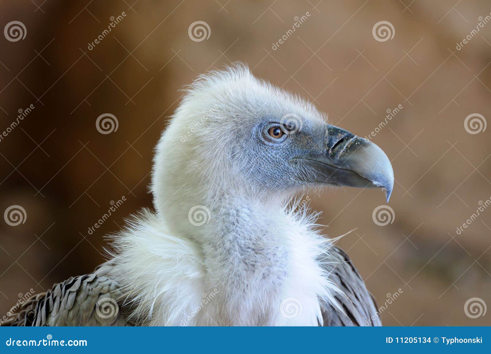 Griffon Vulture stock photo. Image of head, portrait - 11205134