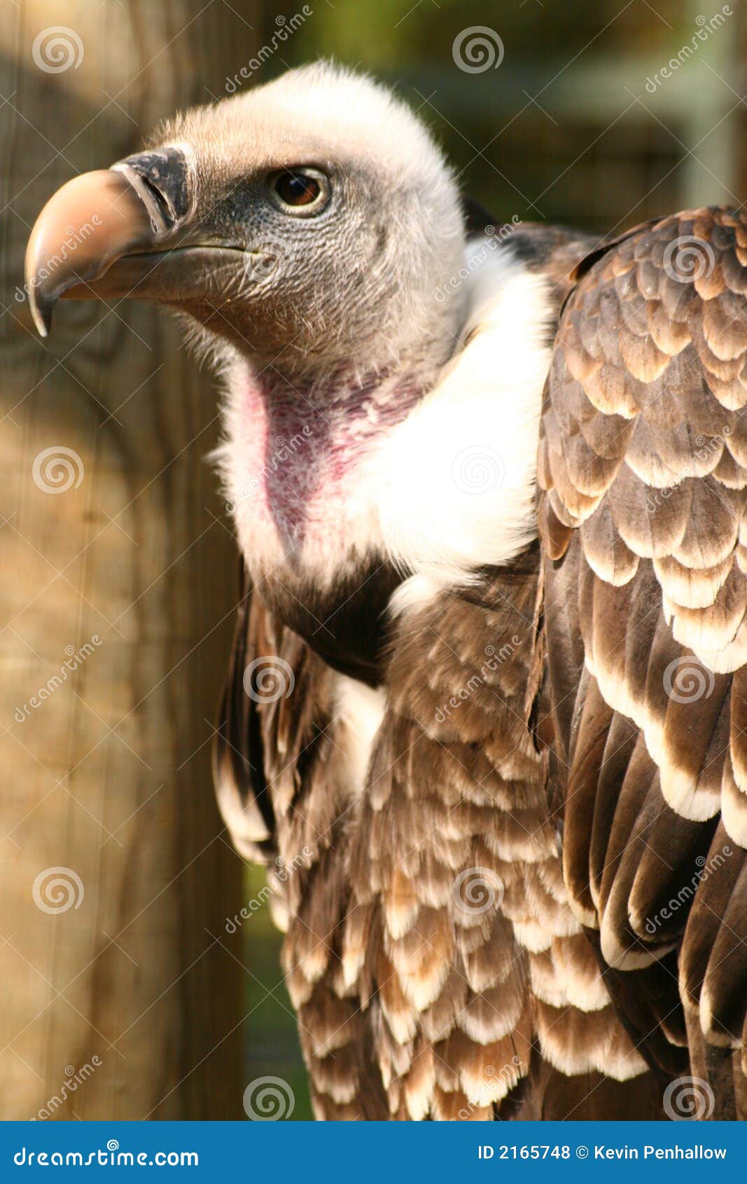 Griffon Vulture stock photo. Image of prey, tallons, vulture - 2165748