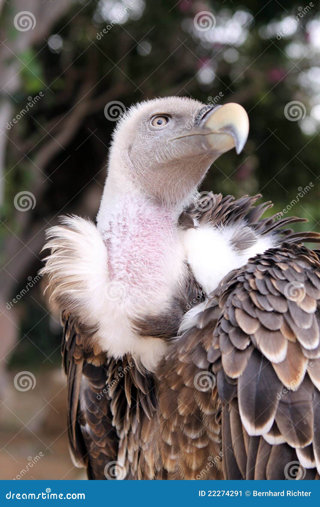 Griffon Vulture stock image. Image of fierce, beak, alert - 22274291