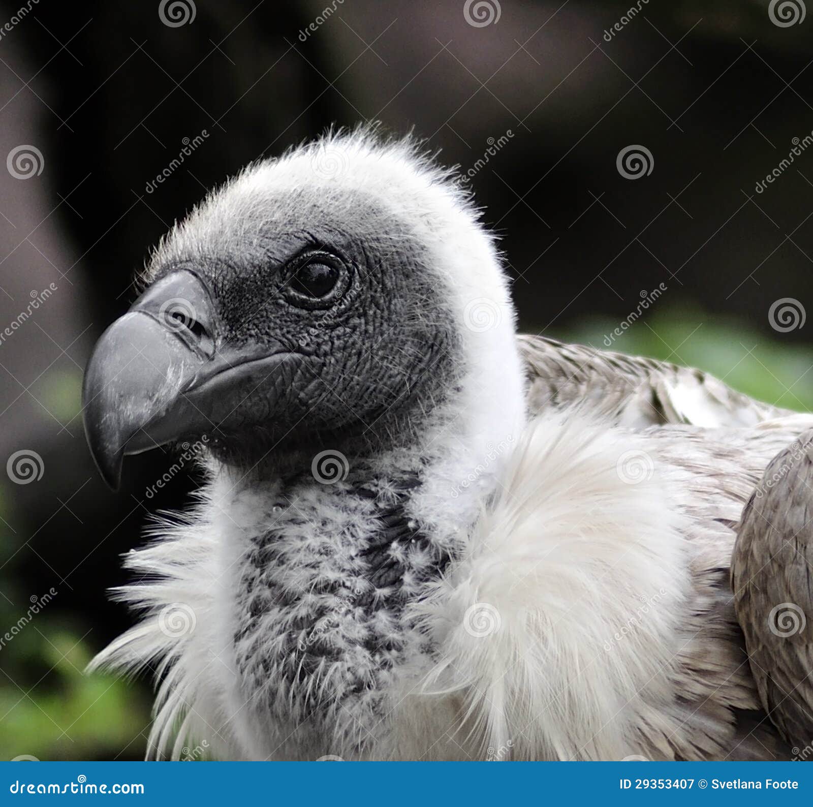 A Young Griffon Vulture Portrait