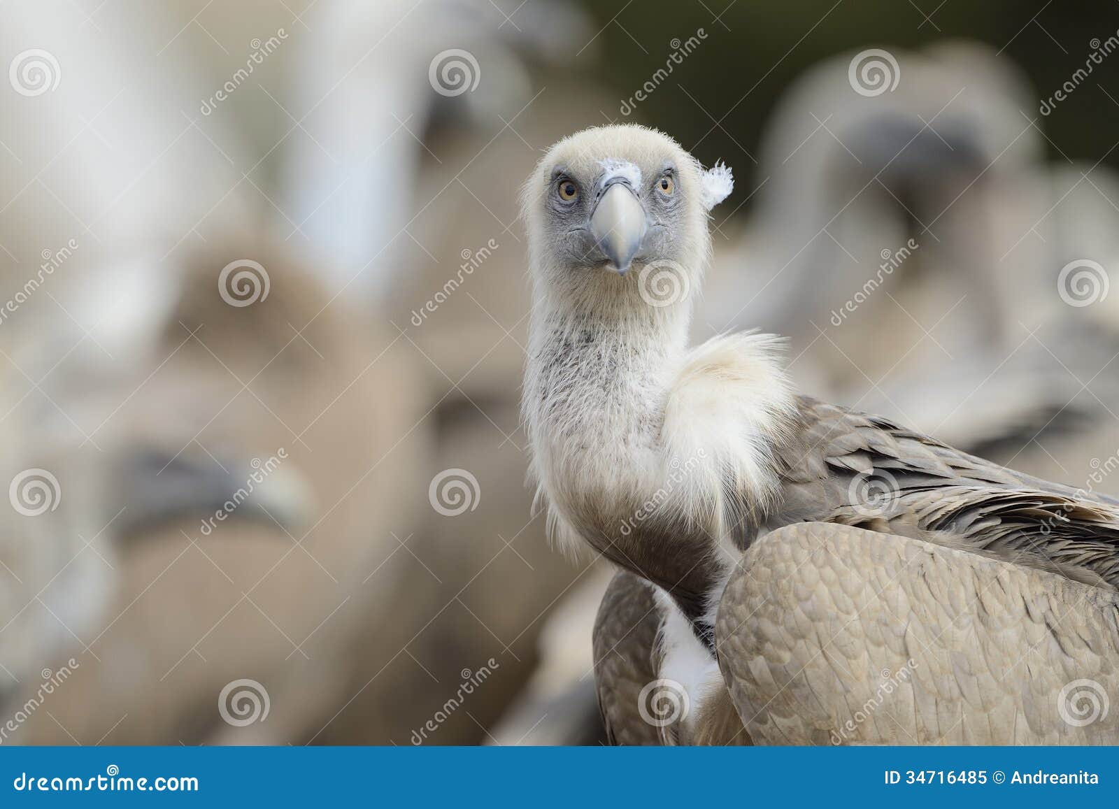 Griffon Vulture image stock. Image du pyrenees, sauvage - 34716485