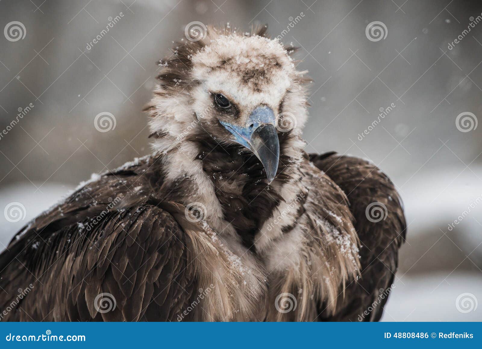 Griffon Vulture fotografia stock. Immagine di vago, neve - 48808486