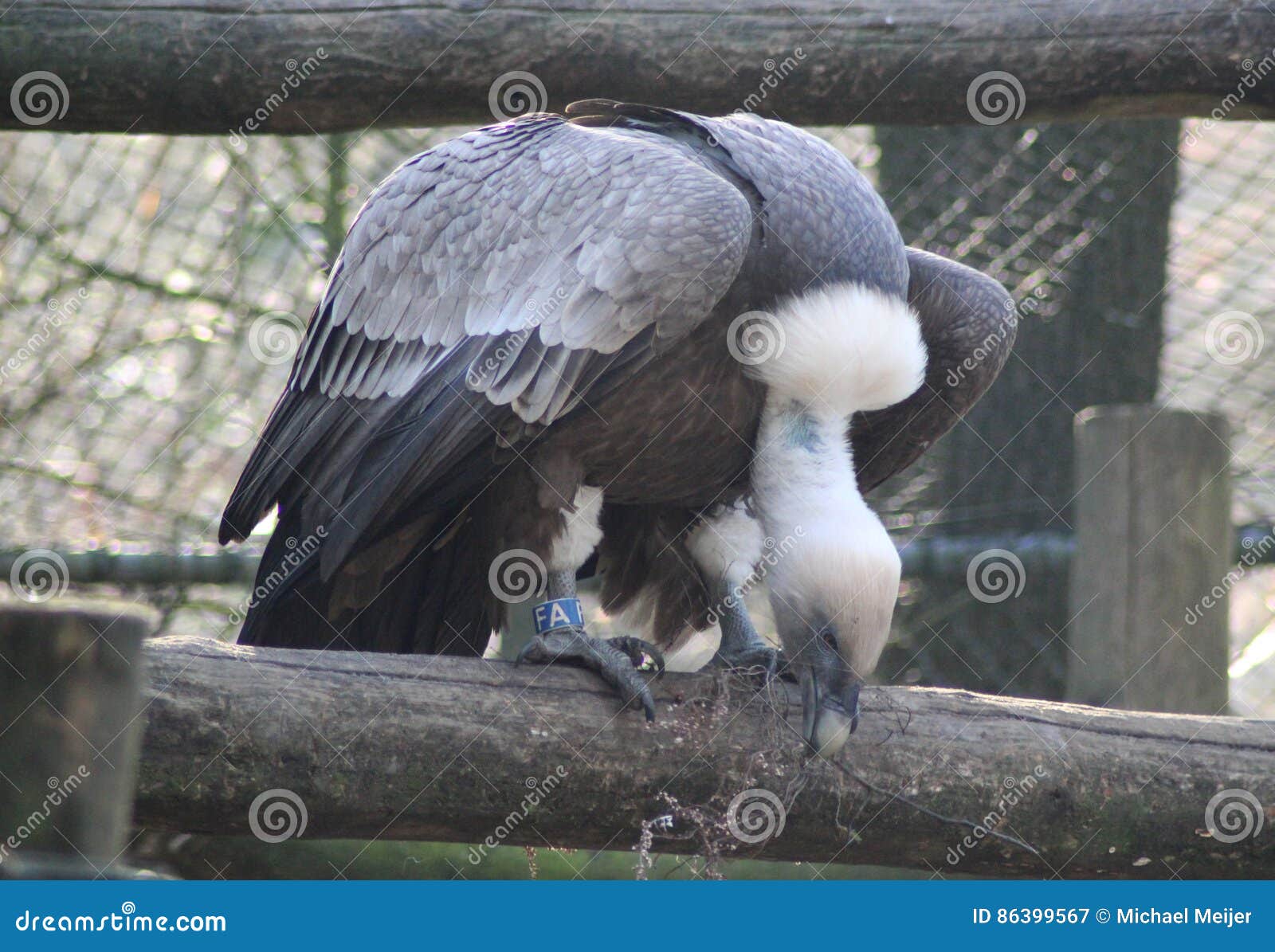 Griffon Vulture immagine stock. Immagine di animale, fattura - 86399567