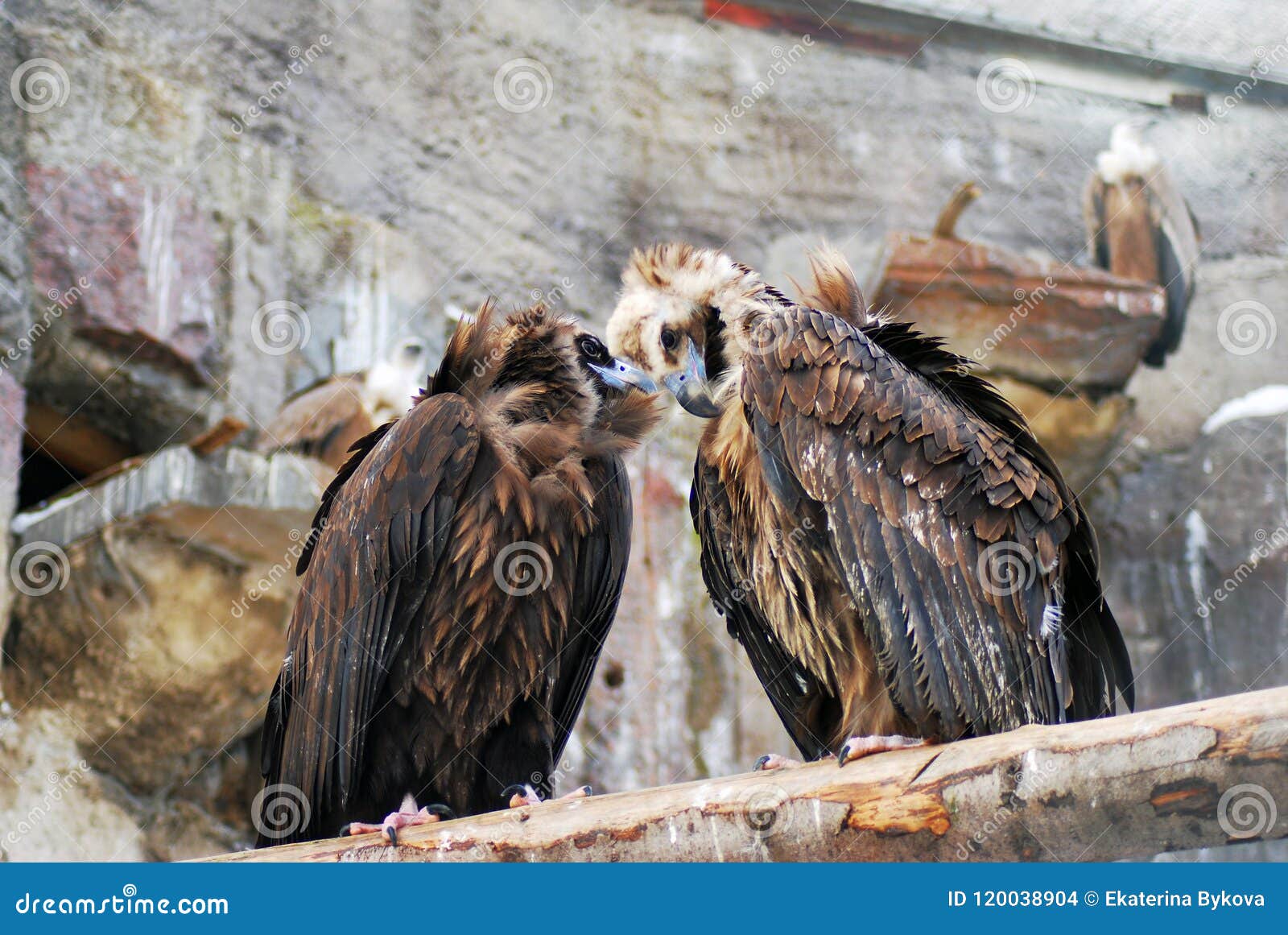 Griffon Vulture Birds Portrait Taken in Moscow Zoo. Stock Photo - Image ...