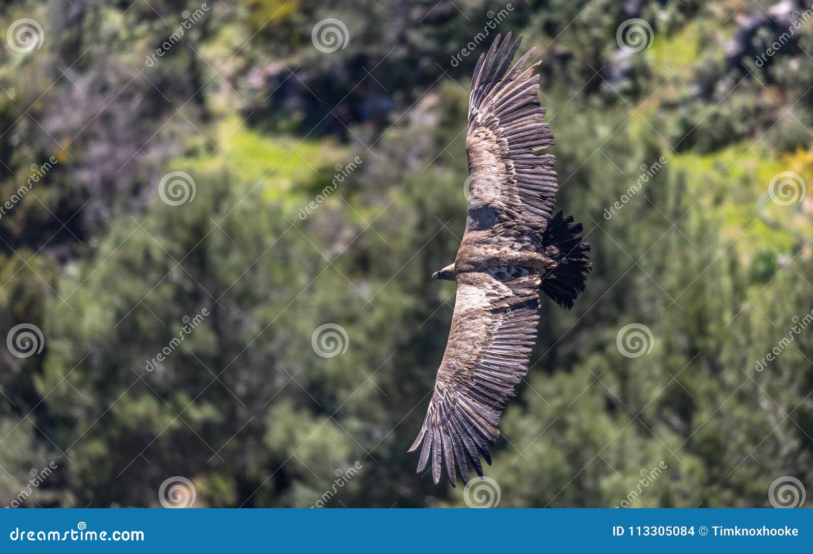 Eurasian Griffon Vulture in Flight on a Sunny Day. Stock Photo - Image ...