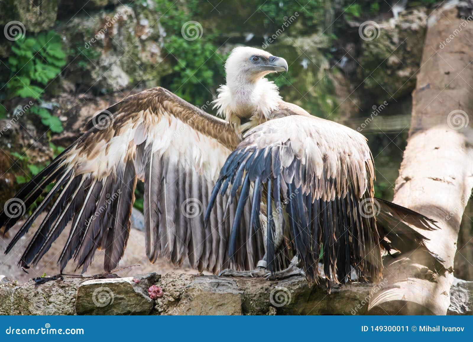 Griffon Vulture stock afbeelding. Image of kemphaan - 149300011