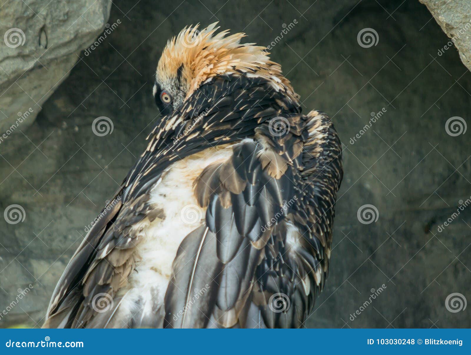 Griffon vulture stock photo. Image of green, griffin - 103030248