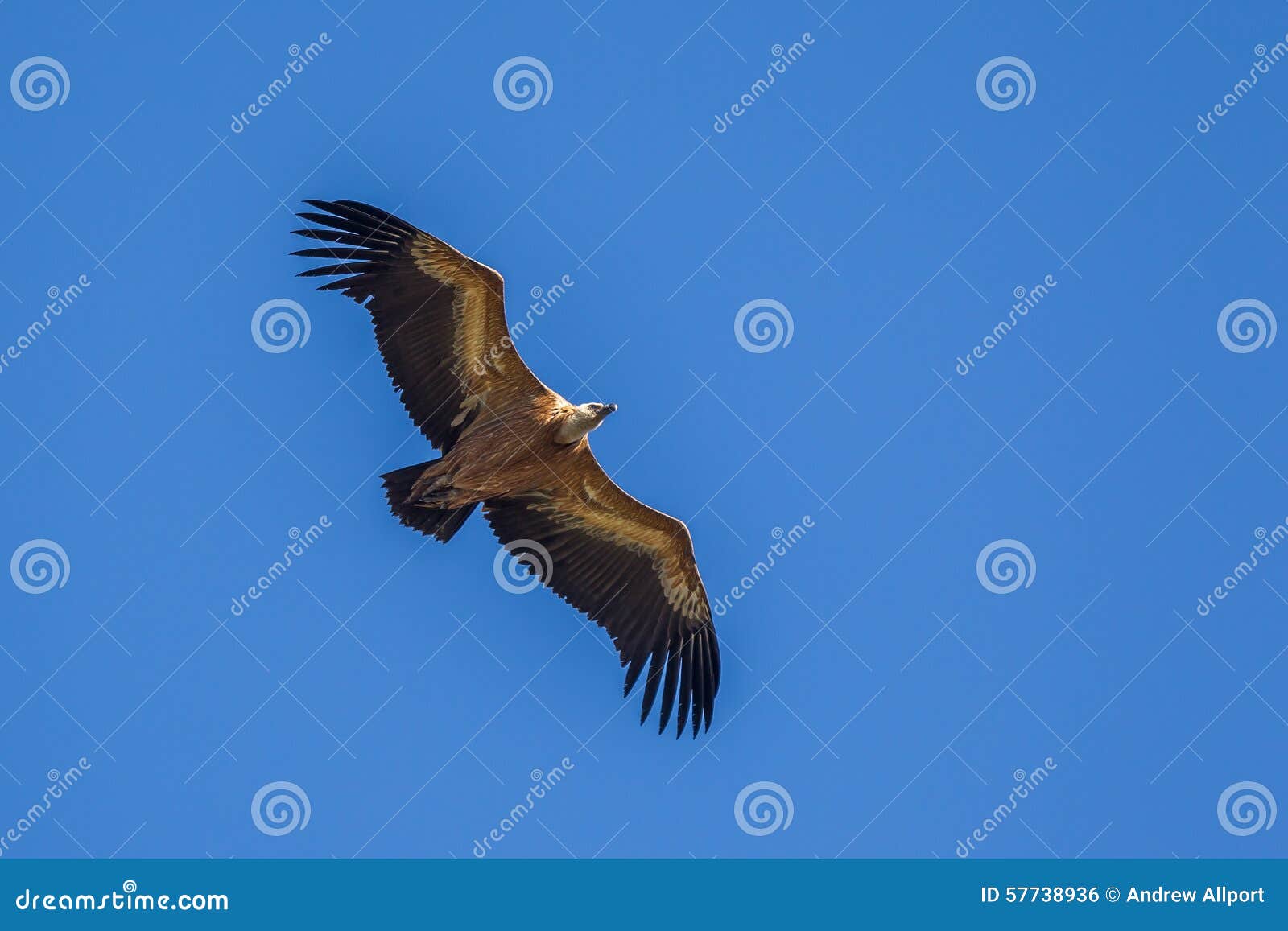 Griffon Vulture in flight stock photo. Image of predator - 57738936