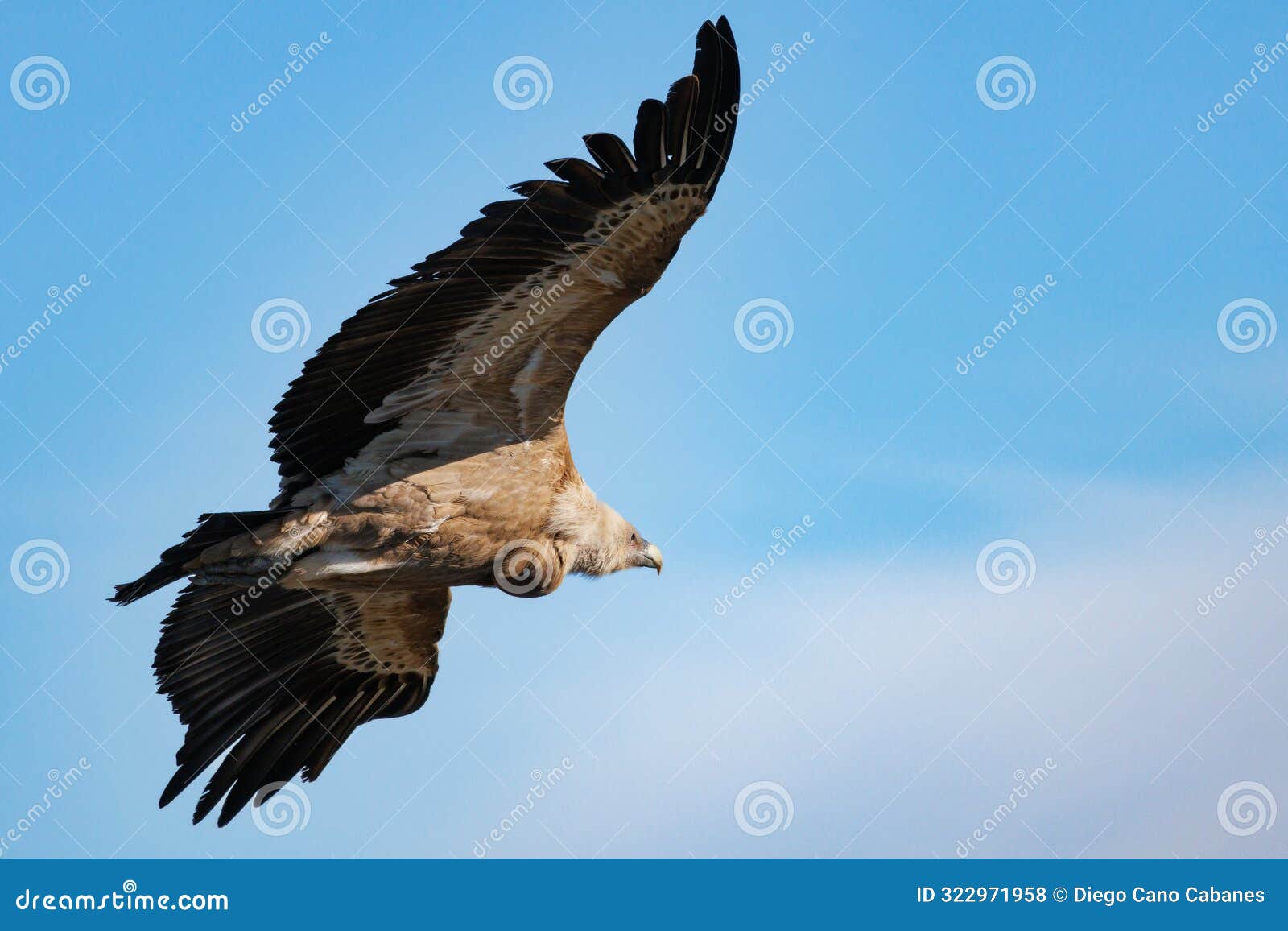 griffon vulture in flight (gyps fulvus) with blue sky and clouds background