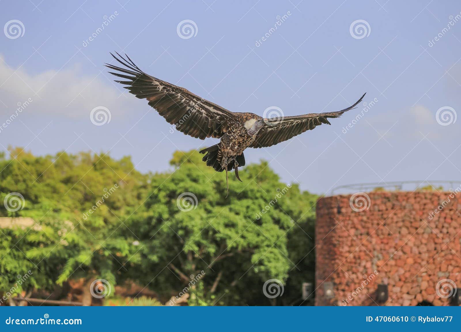 Griffon vulture stock photo. Image of cute, gyps, falconry - 47060610
