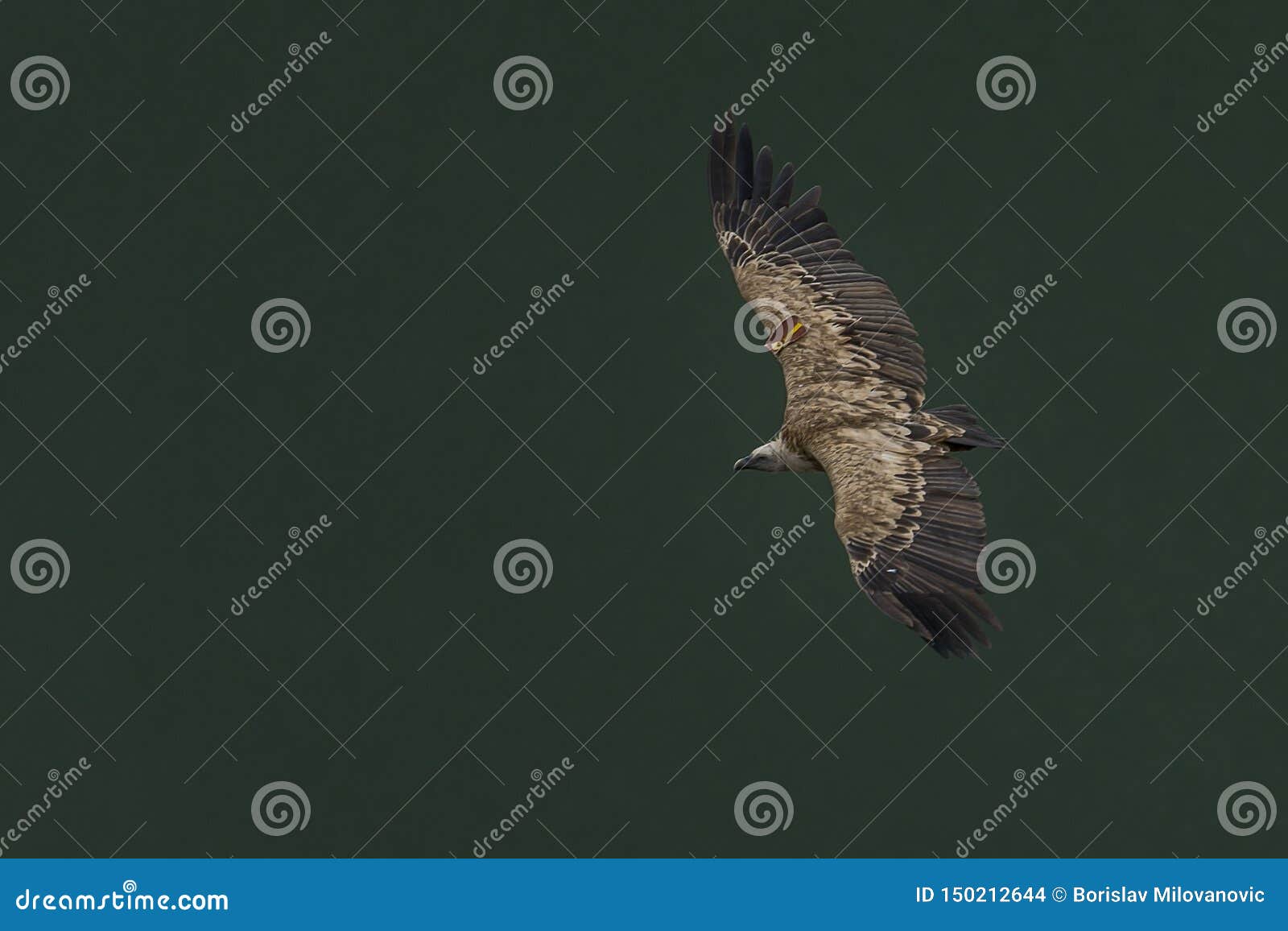 Griffon Vulture in a Free Flight Above the River Stock Photo - Image of ...