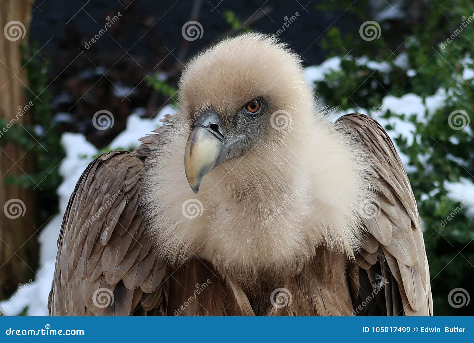 Griffon vulture stock image. Image of neck, african - 105017499