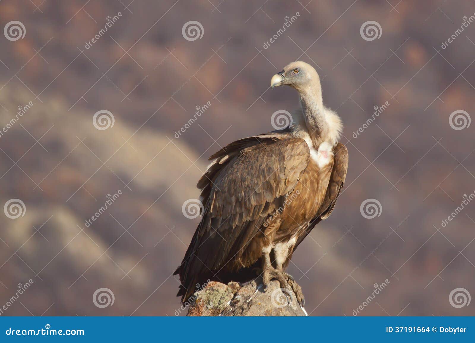 griffon vulture (gyps fulvus)