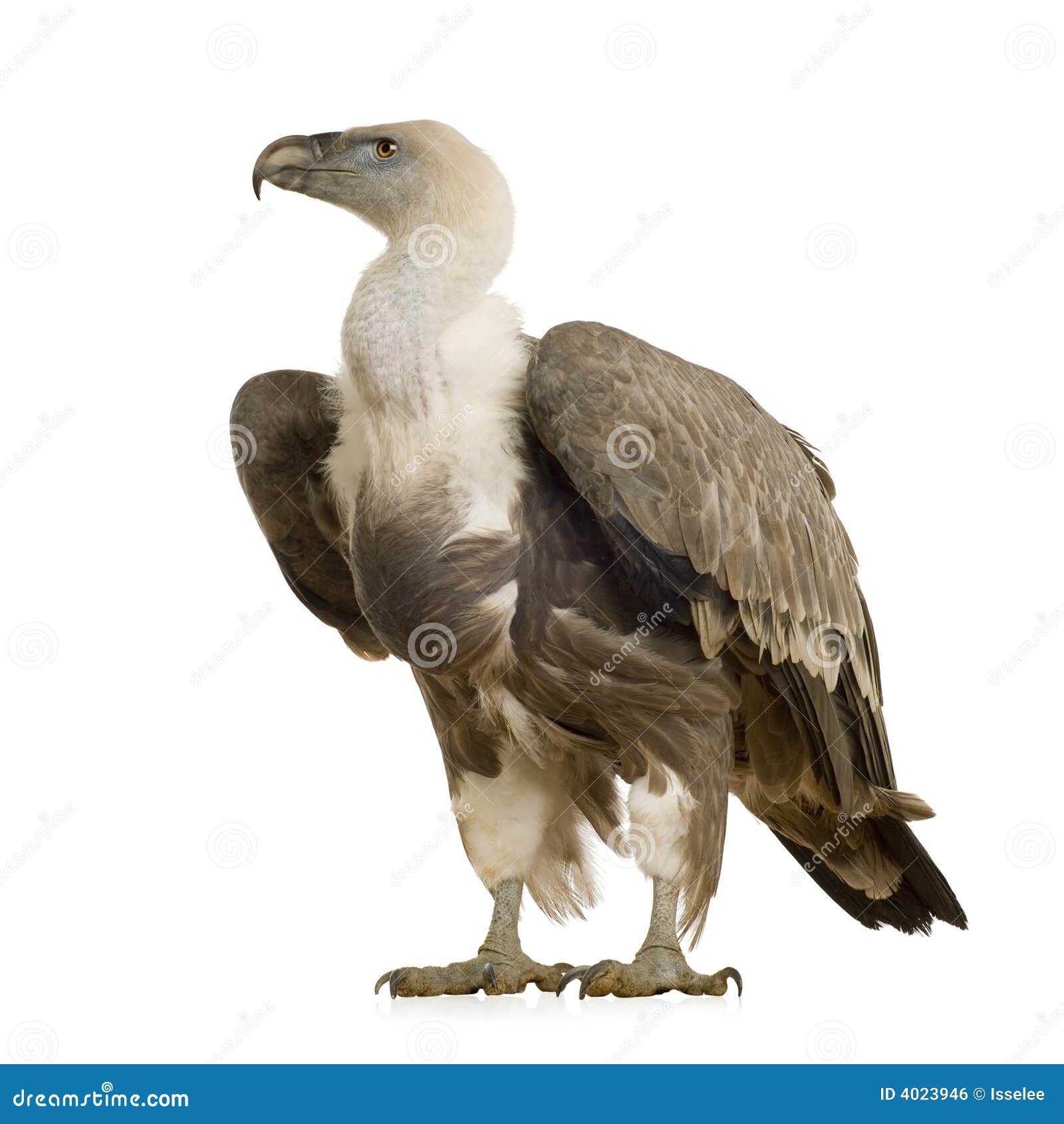 griffon vulture - gyps fulvus