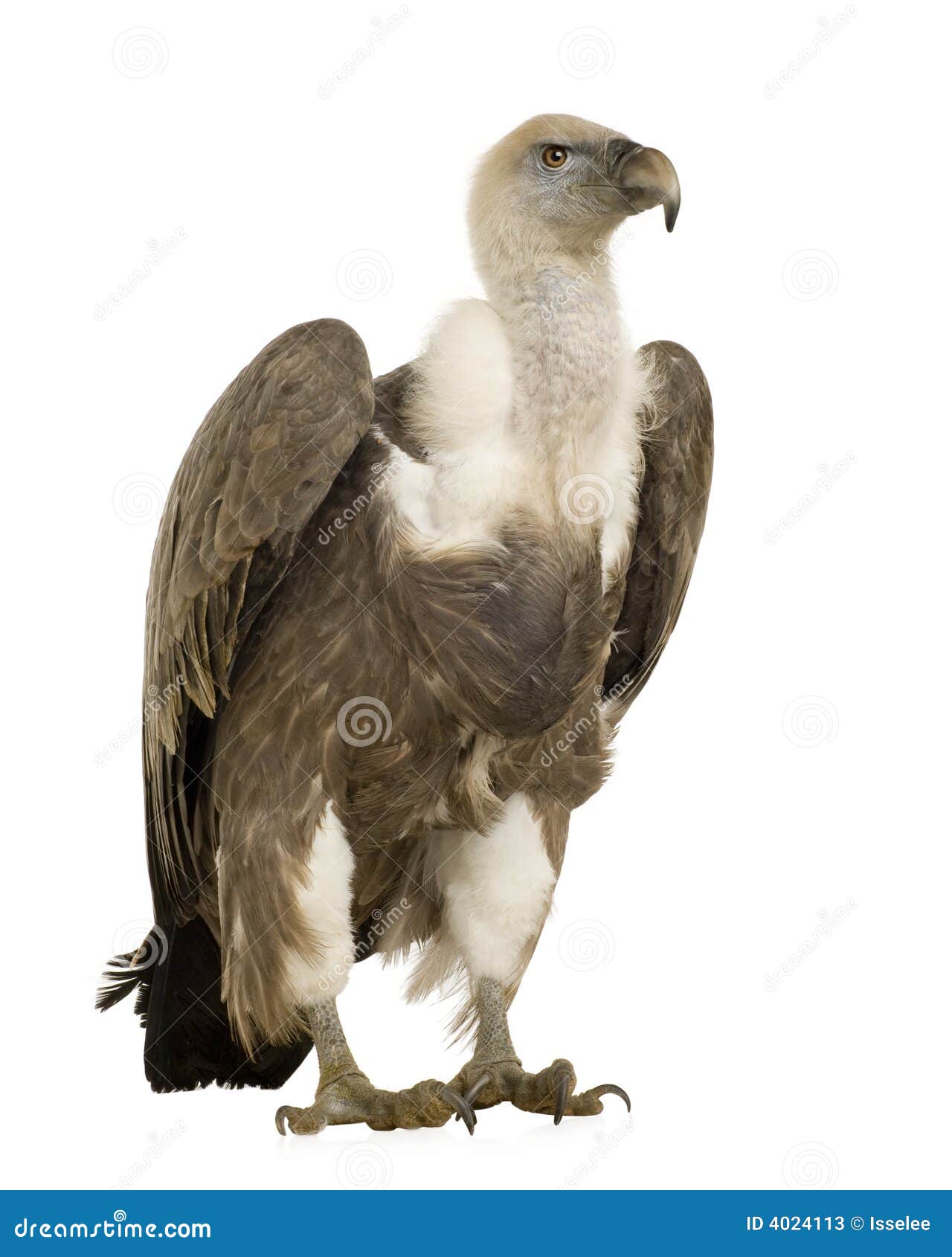 griffon vulture - gyps fulvus