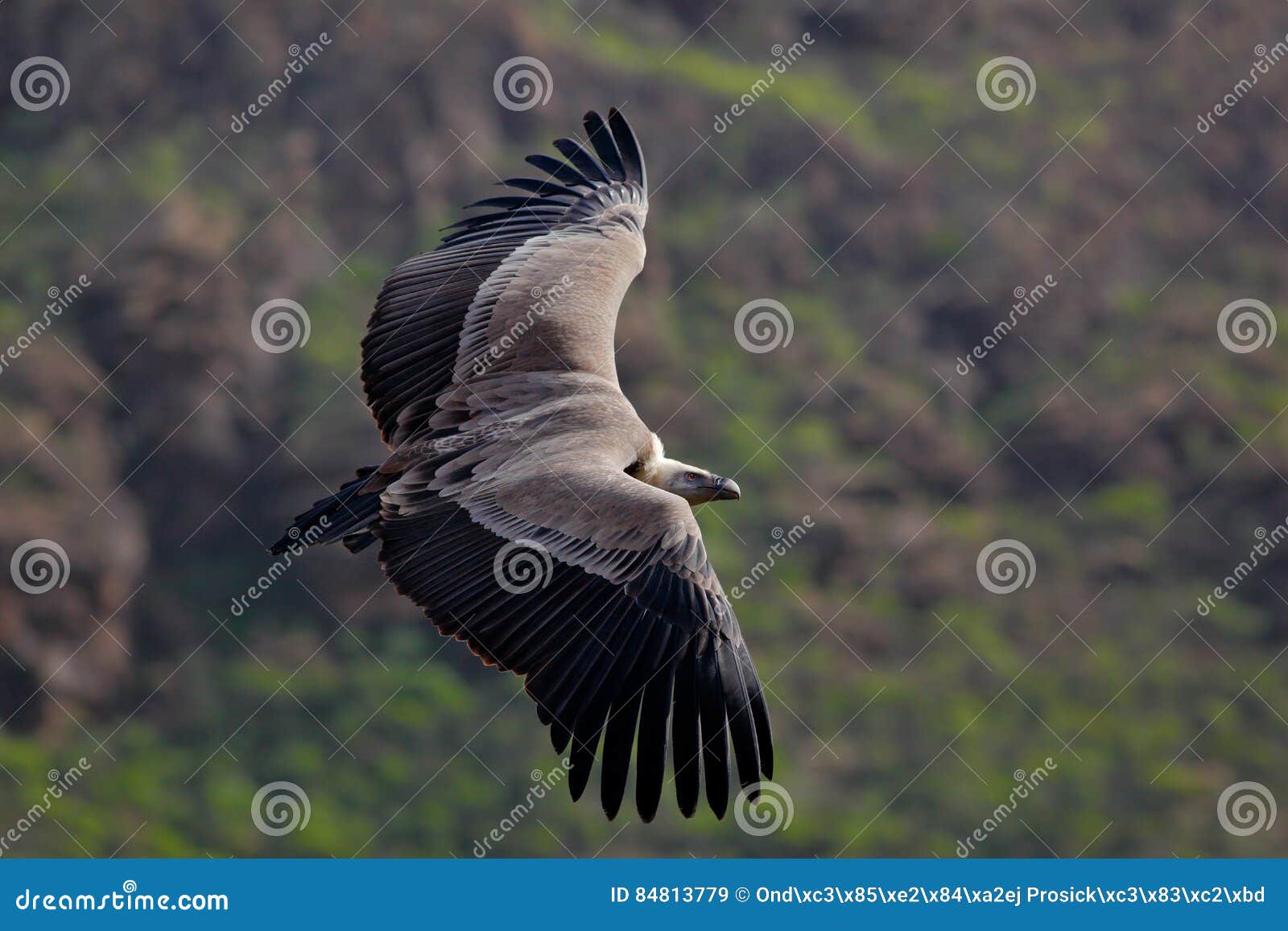 griffon vulture, gyps fulvus, big birds of prey flying above the moountain. vulture in the stone. bird in the nature habitat, spai