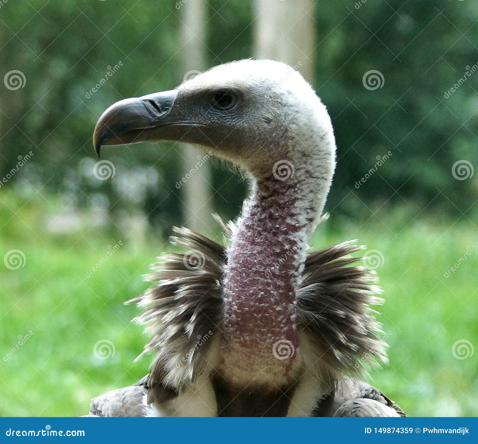 Griffon Vulture Gyps Fulvus Close Up Stock Image - Image of feather ...