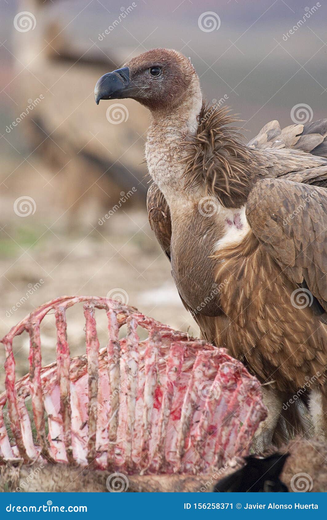 carrion eaters carrion eaters
