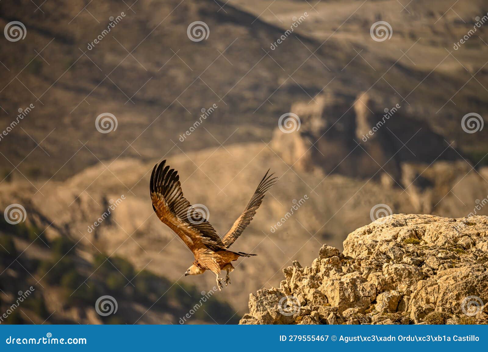 Griffon Vulture or Gyps Fulvus in Flight. Stock Image - Image of ...