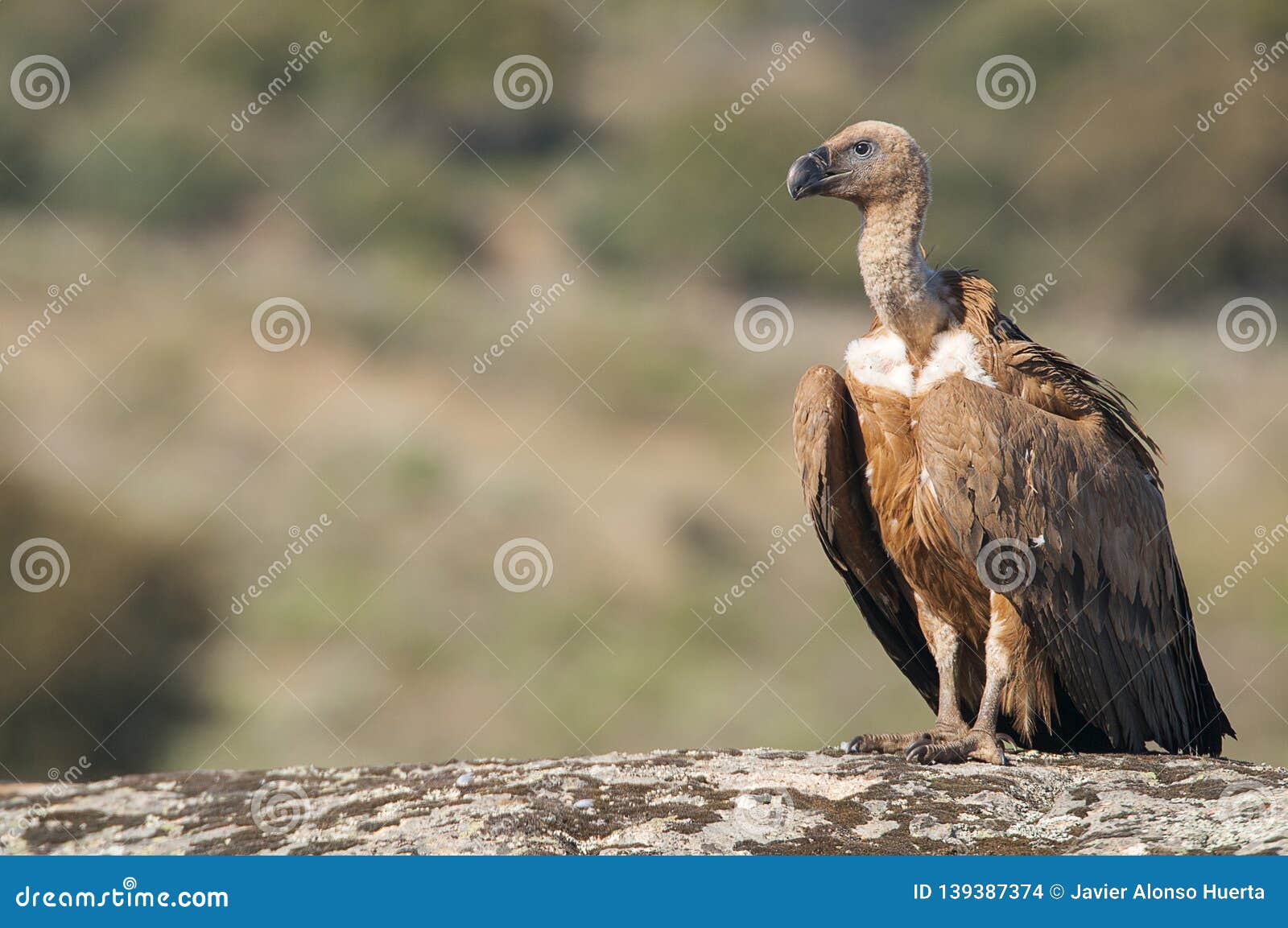Griffon Vulture, Gyps Fulvus, Large Birds of Prey Stock Photo - Image ...