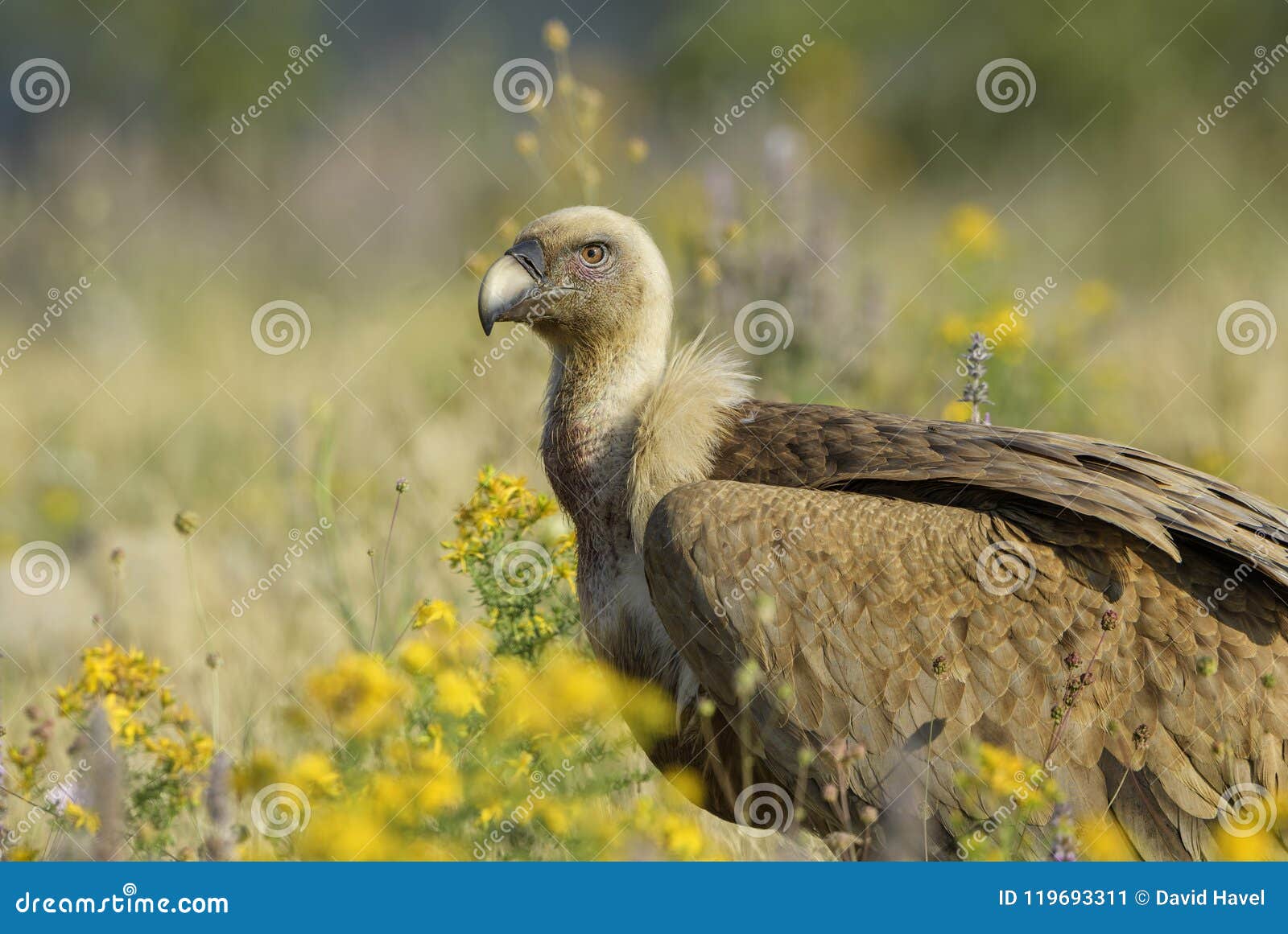 Griffon Vulture - Gyps Fulvus Stock Image - Image of birds, france ...