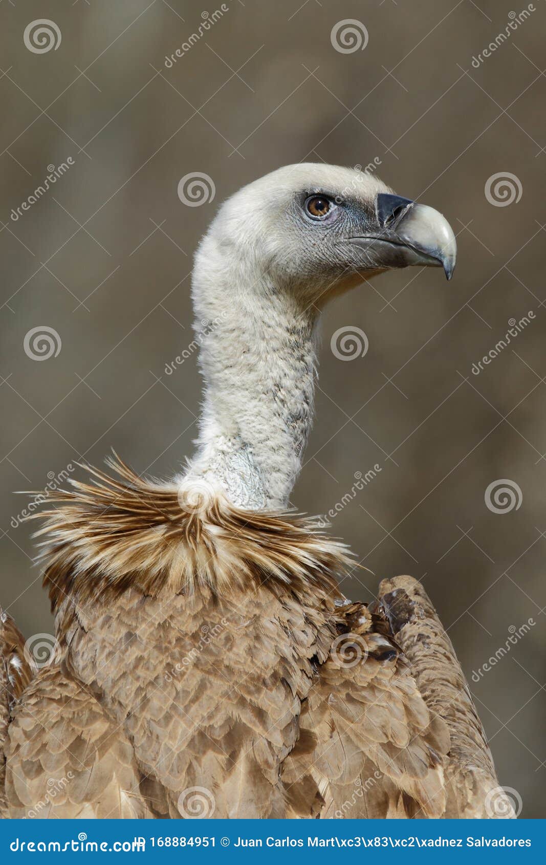 griffon vulture gyps fulvus, portrait