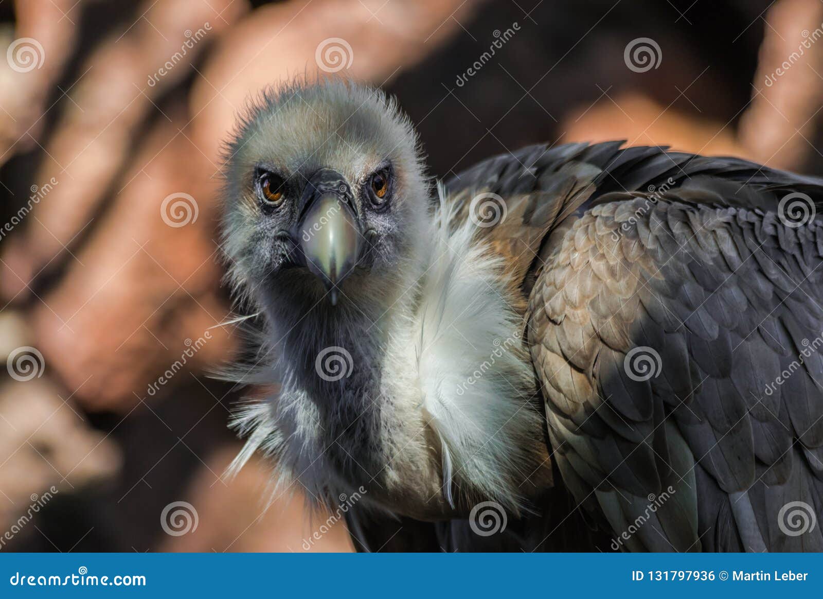 Griffon Vulture, Gyps Fulvus, Portrait Stock Photo - Image of black ...